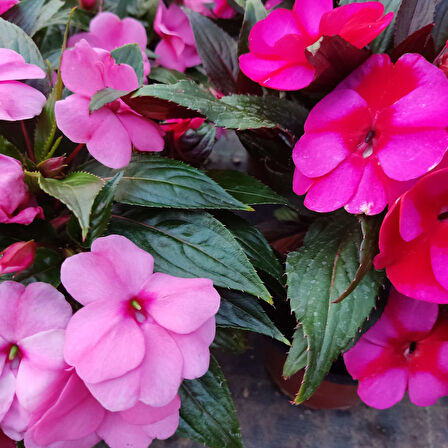 3 Adet Yenigene (Impatiens Hawkeri - New Guinea Impatiens) - Canlı ve Renkli Yarı Gölgeli Çiçek