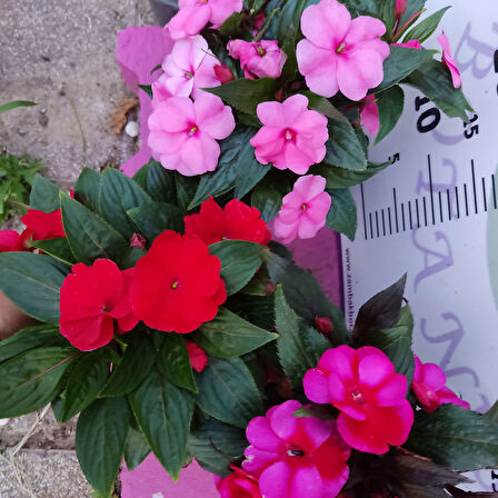 3 Adet Yenigene (Impatiens Hawkeri - New Guinea Impatiens) - Canlı ve Renkli Yarı Gölgeli Çiçek