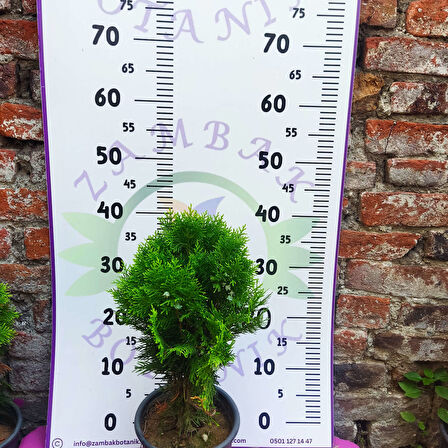 Mazı çamı (Thuja) - Dayanıklı ve Dekoratif çam ağacı   