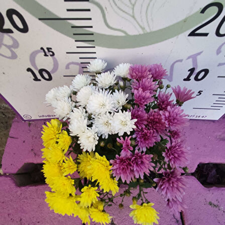 Tek saksıda 3 renkli kasımpatı (Sarı, Mor, ve Beyaz) Eylül Ekim ve Kasım aylarında çiçeklidir