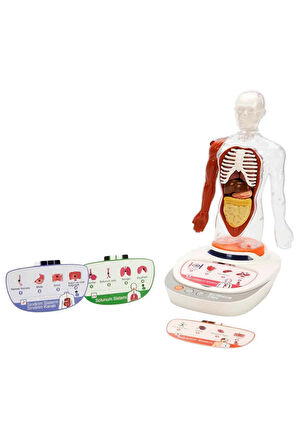 Türkçe Sesli Ansiklopedik İnsan Vücudu Modeli – 15 Parçalı Çıkarılabilir Anatomi Seti, Sesli Eğitim