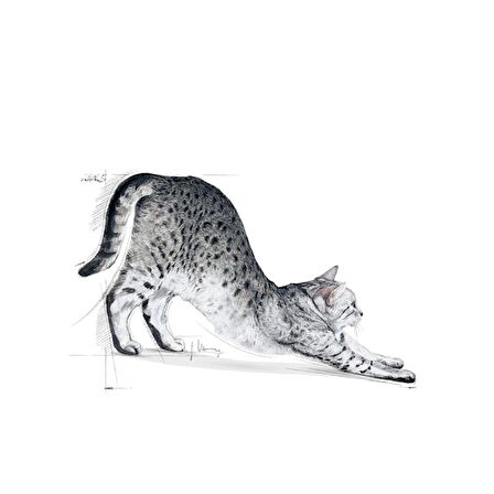 Royal Canin Indoor27 Yetişkin Kuru Kedi Maması 2kg