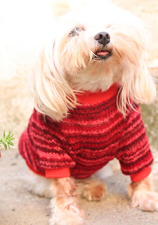 Kırmızı Köpek Kazak – Sıcak Tutan Şık Kışlık Köpek Giysisi