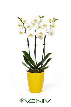 Dekoratif Orkide Saksısı 1 Adet Üretim Saksısı Hediye- Kaliteli Genel Saksı -1.25 L