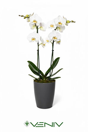 Dekoratif Orkide Saksısı 1 Adet+Üretim Saksısı Hediye- Kaliteli Genel Saksı -1.25 L