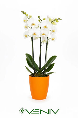 Dekoratif saksı 2L + Hediye Orkide Yetiştirme Şeffaf Saksı