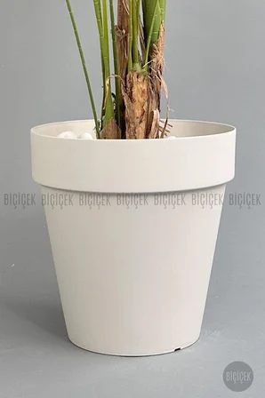Yapay Areka Ağacı Büyük Boy Palmiye Ağacı 4 Bambu Gövdeli 220cm Kırıkbeyaz Renk Yalı Saksıda