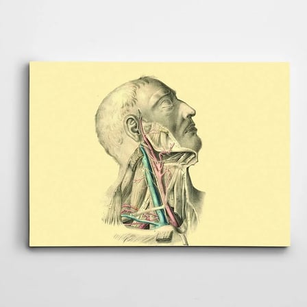İnsan Anatomisi Kanvas Tablo