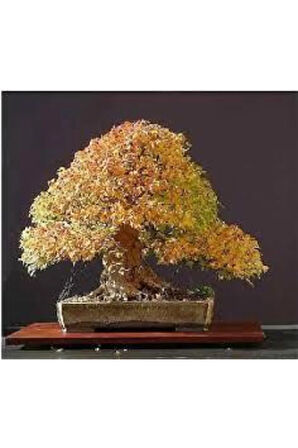 Nadir Ithal Bodur Flamingo Bonsai Ağacı Tohumu Ekim Seti 5 Tohum Saksı Toprak Kombin