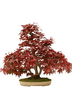 Nadir Ithal Bodur Flamingo Bonsai Ağacı Tohumu Ekim Seti 5 Tohum Saksı Toprak Kombin