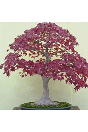Nadir Ithal Bodur Flamingo Bonsai Ağacı Tohumu Ekim Seti 5 Tohum Saksı Toprak Kombin