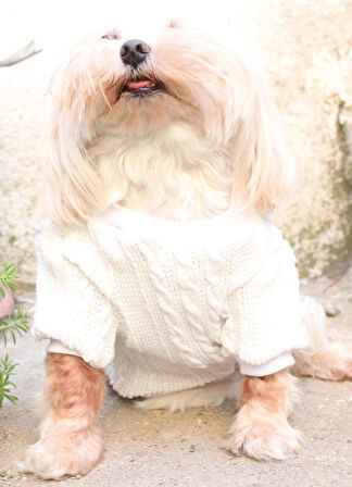 Beyaz Köpek Kazak – Sıcak Tutan Şık Kışlık Köpek Kiyafeti