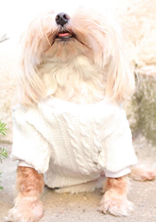 Beyaz Köpek Kazak – Sıcak Tutan Şık Kışlık Köpek Kiyafeti