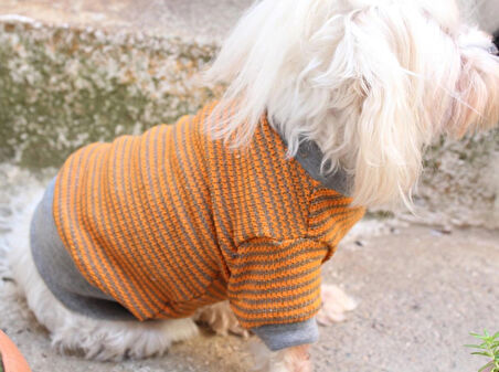 Hardal Köpek Kazak – Sıcak Tutan Şık Kışlık Köpek Kiyafeti