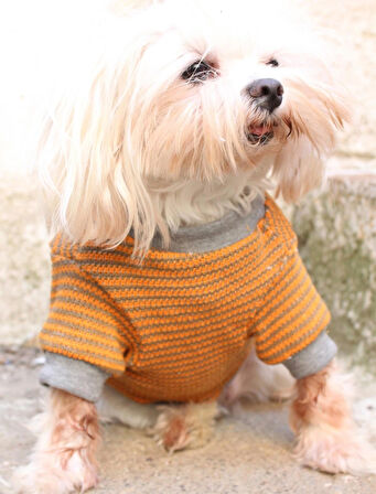 Hardal Köpek Kazak – Sıcak Tutan Şık Kışlık Köpek Kiyafeti