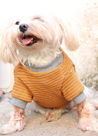 Hardal Köpek Kazak – Sıcak Tutan Şık Kışlık Köpek Kiyafeti