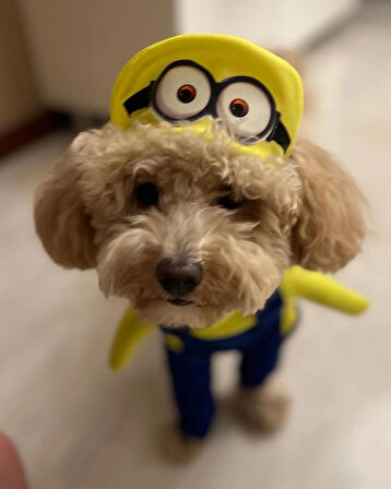 minion Onden Giydirmeli Köpek Kıyafeti Kostümü