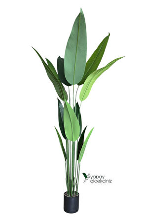 180 Cm Boyunda 14 Dallı Lüks Yoğun Starliçe Ağacı