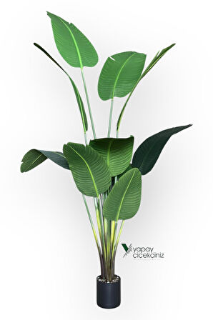 12 Dallı 195 cm Dokulu İri Yapraklı Lüks Starliçe Ağacı