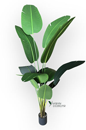 12 Dallı 195 cm Dokulu İri Yapraklı Lüks Starliçe Ağacı