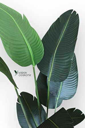 Yapay Ağaç Starliçe Lüks Gerçek Dokulu 8 Dallı İri Büyük Yaprak 155 160 cm