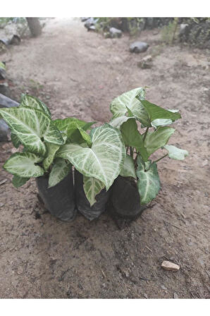3 Adet Melek Kanadı Çiçeği Fidanı 10-20 cm