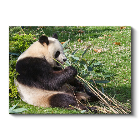 Bambu Yiyen Sevimli Panda Kanvas Tablo