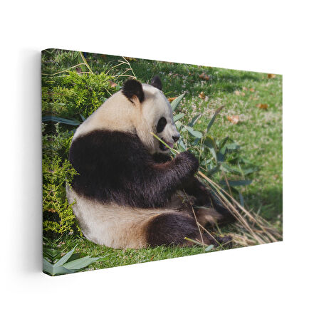 Bambu Yiyen Sevimli Panda Kanvas Tablo