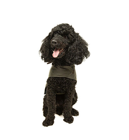 Stuf&Co Su Geçirmez Yağlı Koton Köpek Montu