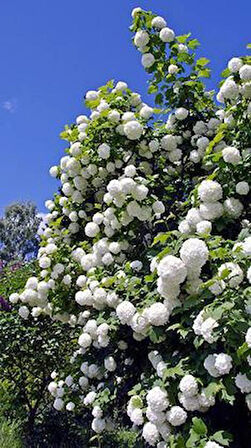 Gösterişli Çınar Kartopu Çiçeği Fidanı (Viburnum opulus) - 2 Yaşında Tüplü, Beyaz Çiçekli Bahçe Bitkisi