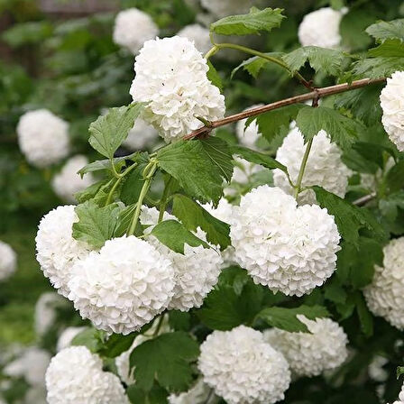 Gösterişli Çınar Kartopu Çiçeği Fidanı (Viburnum opulus) - 2 Yaşında Tüplü, Beyaz Çiçekli Bahçe Bitkisi