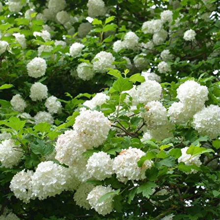 Gösterişli Çınar Kartopu Çiçeği Fidanı (Viburnum opulus) - 2 Yaşında Tüplü, Beyaz Çiçekli Bahçe Bitkisi