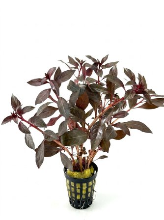 SVGPT Ludwigia Repens Canlı Akvaryum Bitkisi No:1