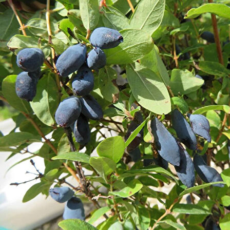 1-2 Yaşında Balyemiş (Honeyberry, Lonicera caerulea) Fidanı - Bahçeniz İçin Besleyici ve Tatlı Meyveler