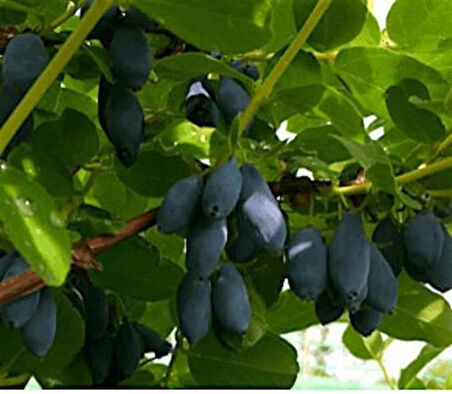 1-2 Yaşında Balyemiş (Honeyberry, Lonicera caerulea) Fidanı - Bahçeniz İçin Besleyici ve Tatlı Meyveler