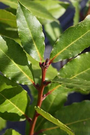 10 Adet 2 Yaş Defne Fidanı (Laurus nobilis) - Aromatik ve Dayanıklı Bahçe Bitkisi