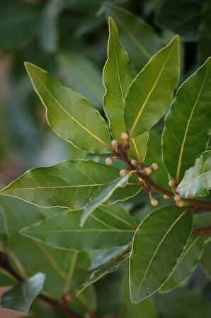 10 Adet 2 Yaş Defne Fidanı (Laurus nobilis) - Aromatik ve Dayanıklı Bahçe Bitkisi