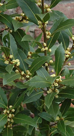 10 Adet 2 Yaş Defne Fidanı (Laurus nobilis) - Aromatik ve Dayanıklı Bahçe Bitkisi