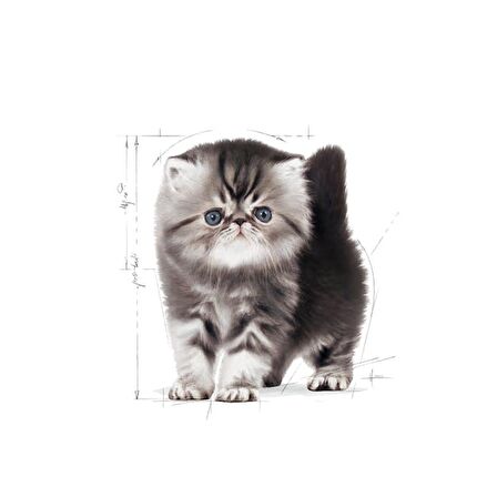 Royal Canin İran Kedisi için Yavru Kedi Maması 2kg