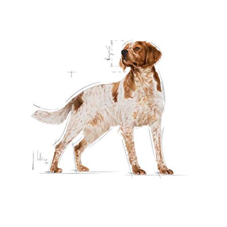 Royal Canin Orta Irklar için Yaş Köpek Maması 140g