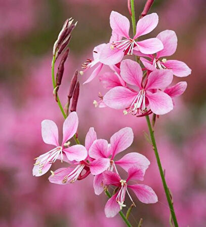 Pembe Çiçekli Gaura Fidanı (Gaura lindheimeri) - 1-2 Yaş, 20-40 cm, Zarif ve Dayanıklı