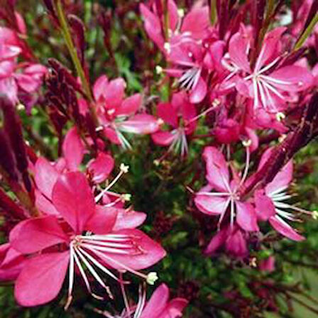 Pembe Çiçekli Gaura Fidanı (Gaura lindheimeri) - 1-2 Yaş, 20-40 cm, Zarif ve Dayanıklı