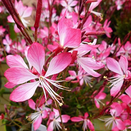 Pembe Çiçekli Gaura Fidanı (Gaura lindheimeri) - 1-2 Yaş, 20-40 cm, Zarif ve Dayanıklı