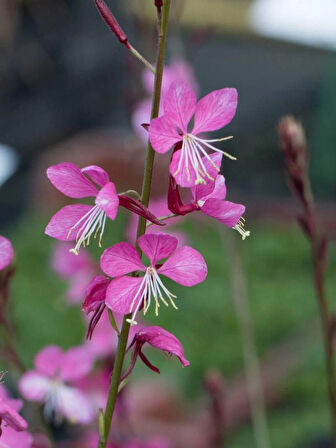 Pembe Çiçekli Gaura Fidanı (Gaura lindheimeri) - 1-2 Yaş, 20-40 cm, Zarif ve Dayanıklı
