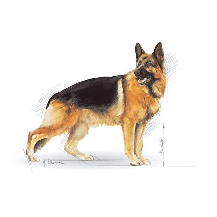 Royal Canin Alman Çobanköpeği Yetişkin Kuru Köpek Maması 11kg