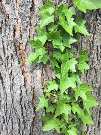 Hedera Helix Duvar Sarmaşığı - 20x20 cm Saksılı, Yeşil Yapraklı Tırmanıcı Bitki