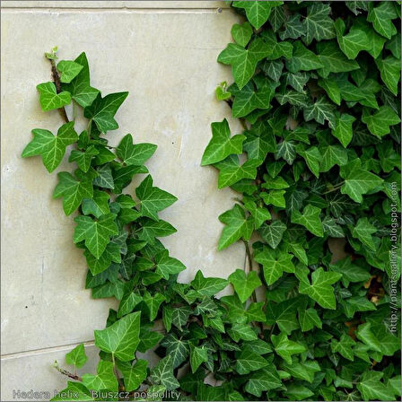 Hedera Helix Duvar Sarmaşığı - 20x20 cm Saksılı, Yeşil Yapraklı Tırmanıcı Bitki