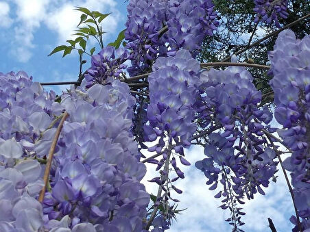 "2 Yaşında Mor Salkım (Wisteria sinensis) Fidanı - Bahçeniz İçin Zarif ve Göz Alıcı"