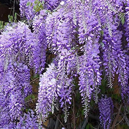 "2 Yaşında Mor Salkım (Wisteria sinensis) Fidanı - Bahçeniz İçin Zarif ve Göz Alıcı"