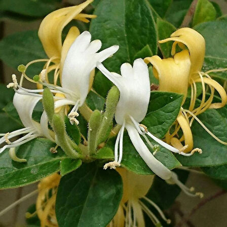 40-70 cm Boyunda Hanımeli Fidanı (Lonicera japonica) - Zarif ve Hoş Kokulu Bahçe Bitkisi